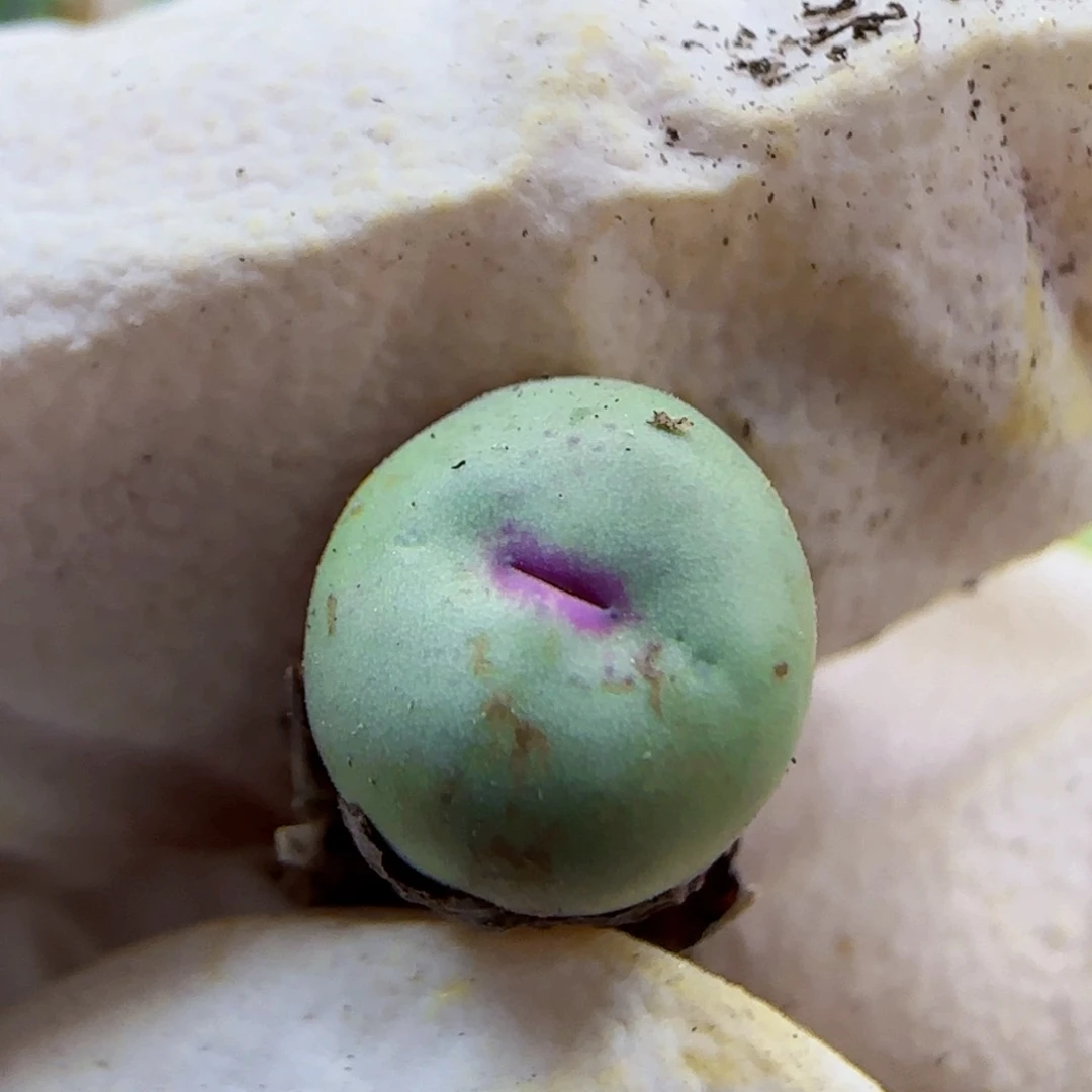 10-26-122满48包邮长腿1380b尺寸0.7左右