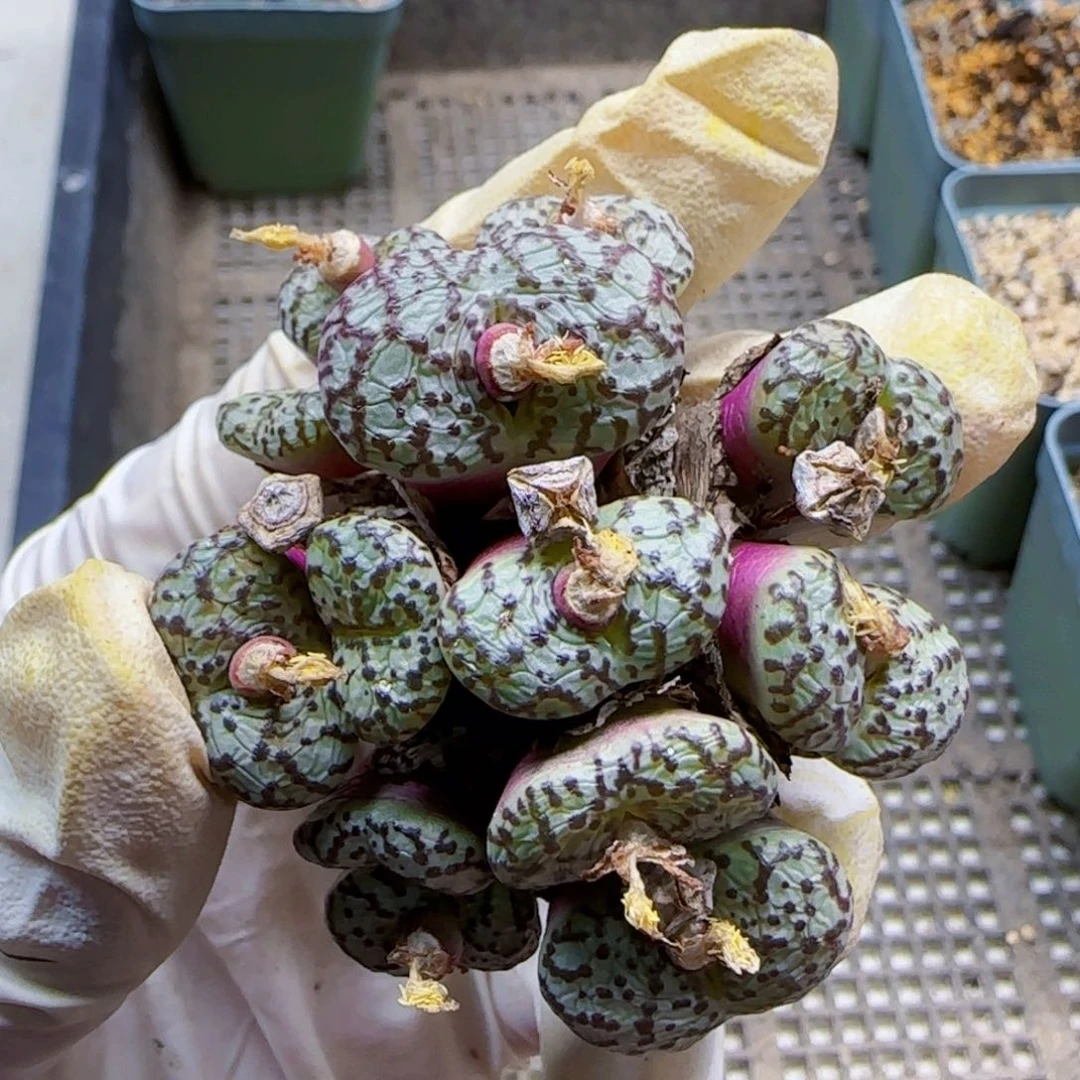 虫*10-28满48包邮清货安贞肉锥