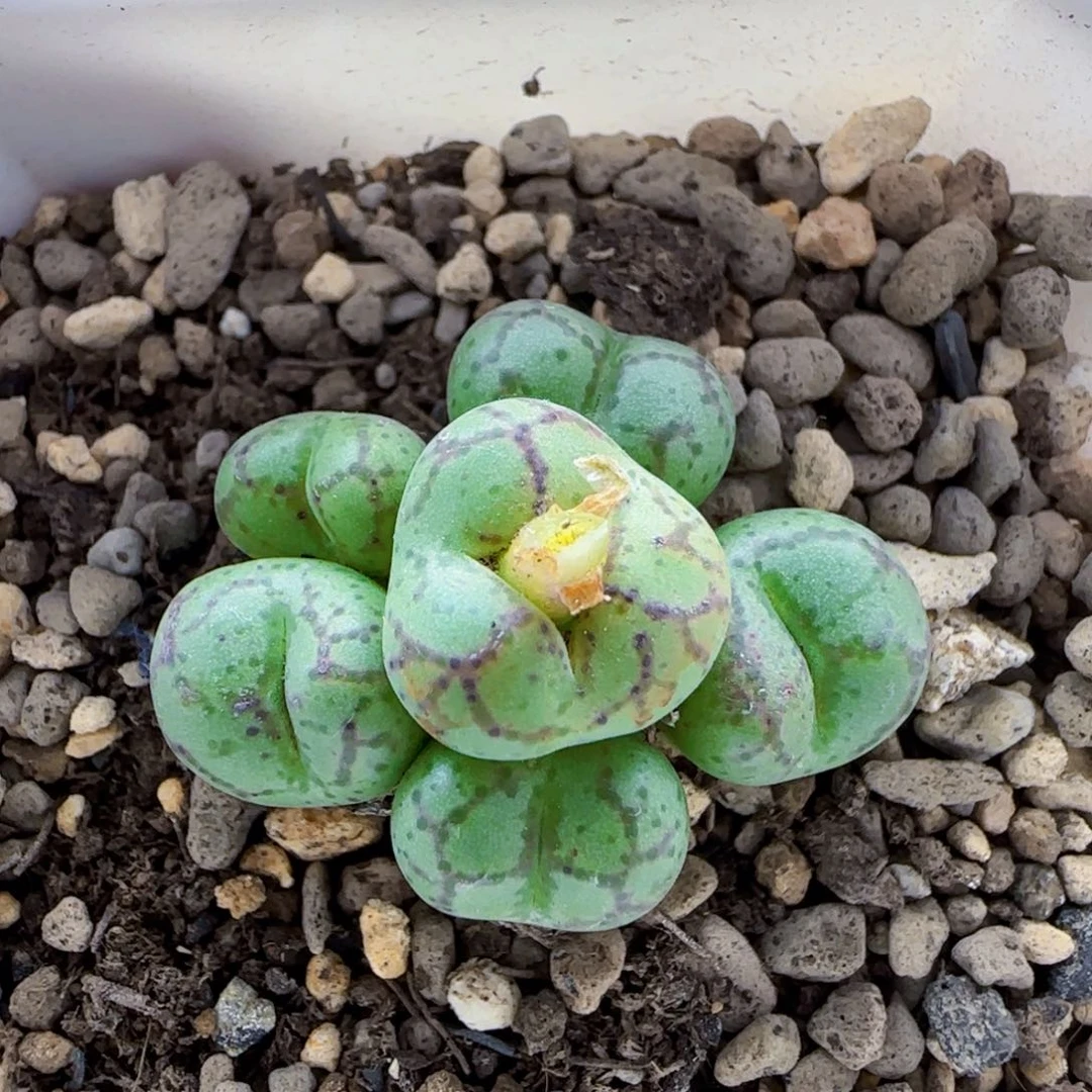 10-19-1-5满48包邮八重猴实生后代肉锥脱土