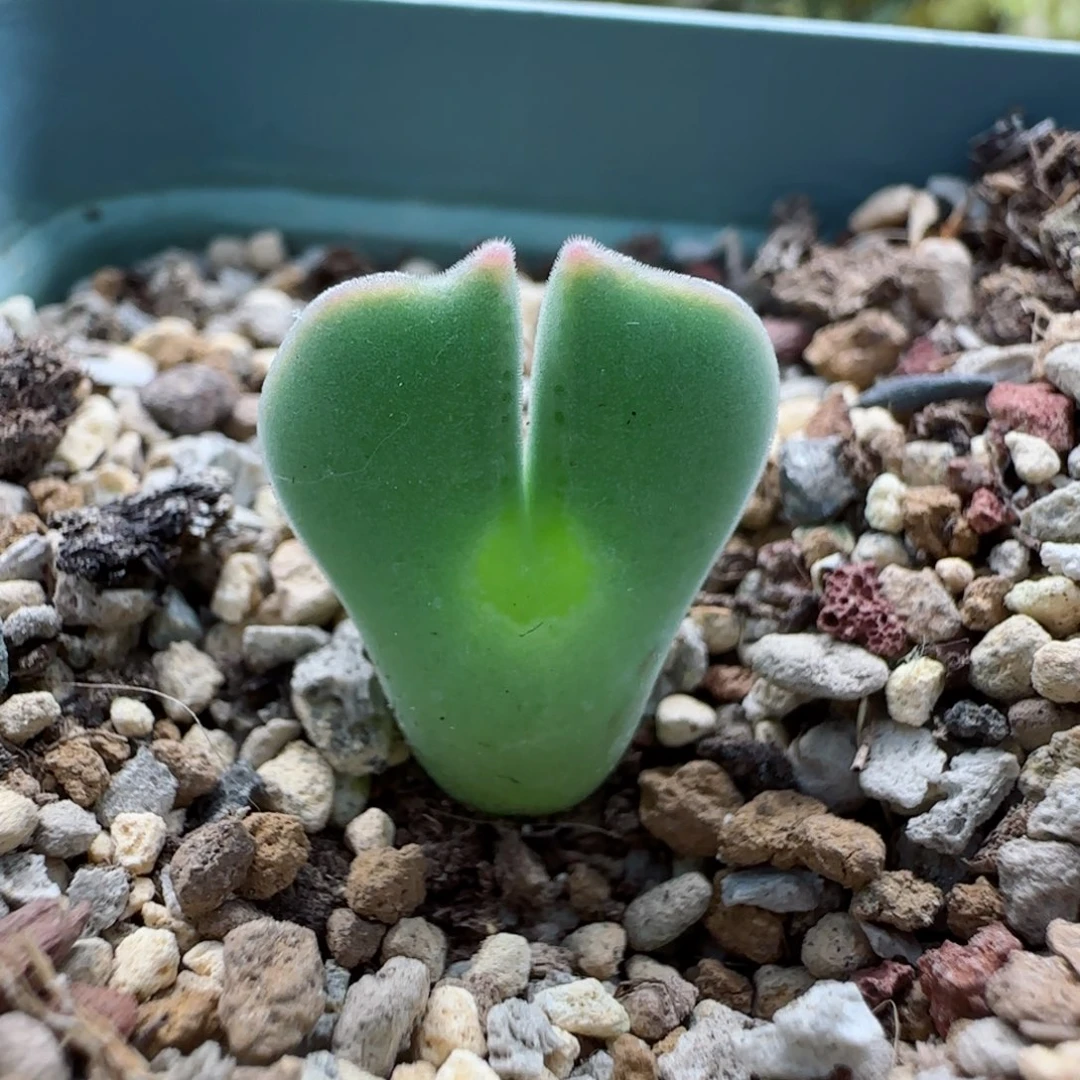 7-30园艺矮胖空蝉3年半2-5