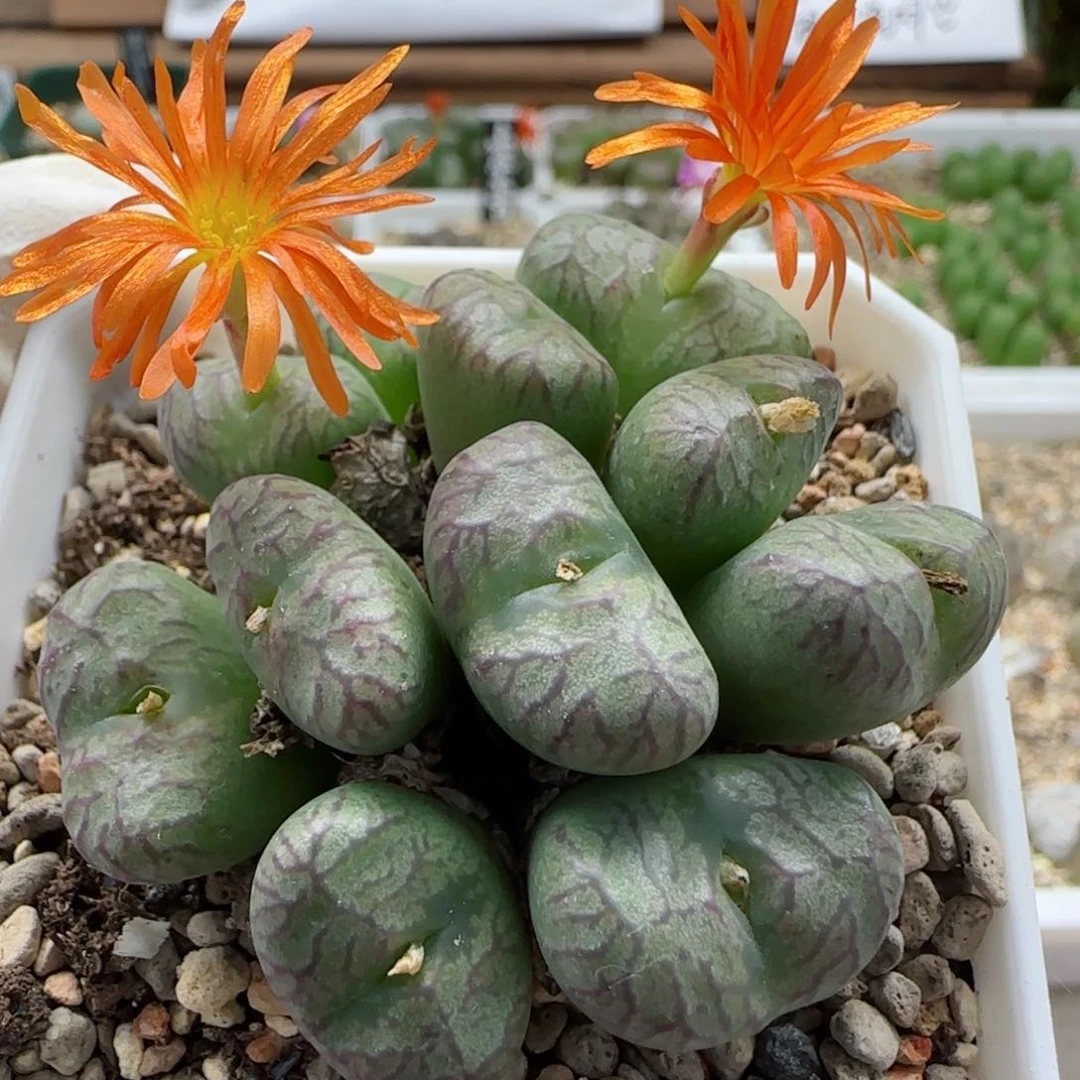 9-26-3-6满48包邮11头mf3送奶工杂交2cm