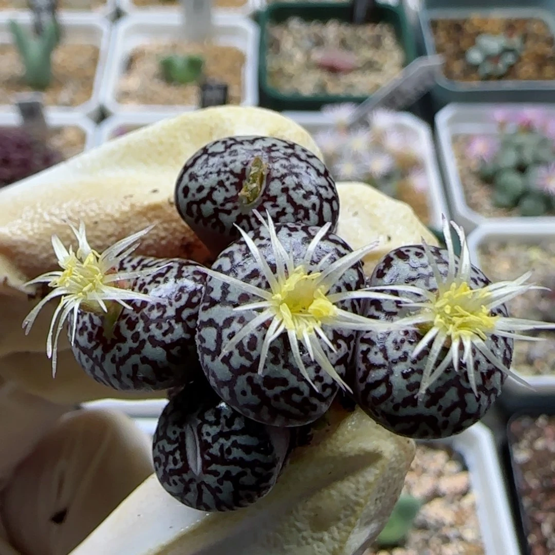 用****911-6当天满48包邮母本超墨多肉