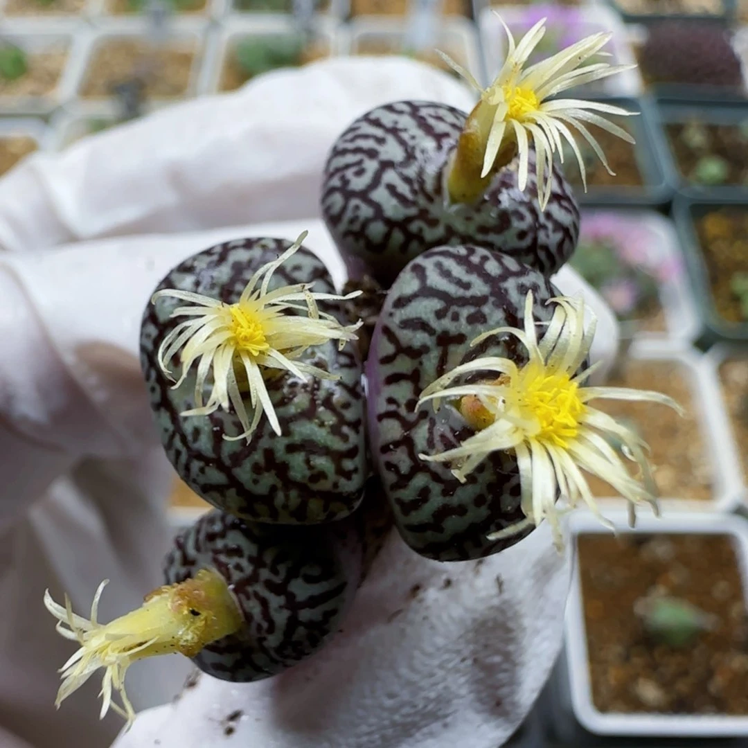 11-7-141当天满48包邮母本超墨多肉