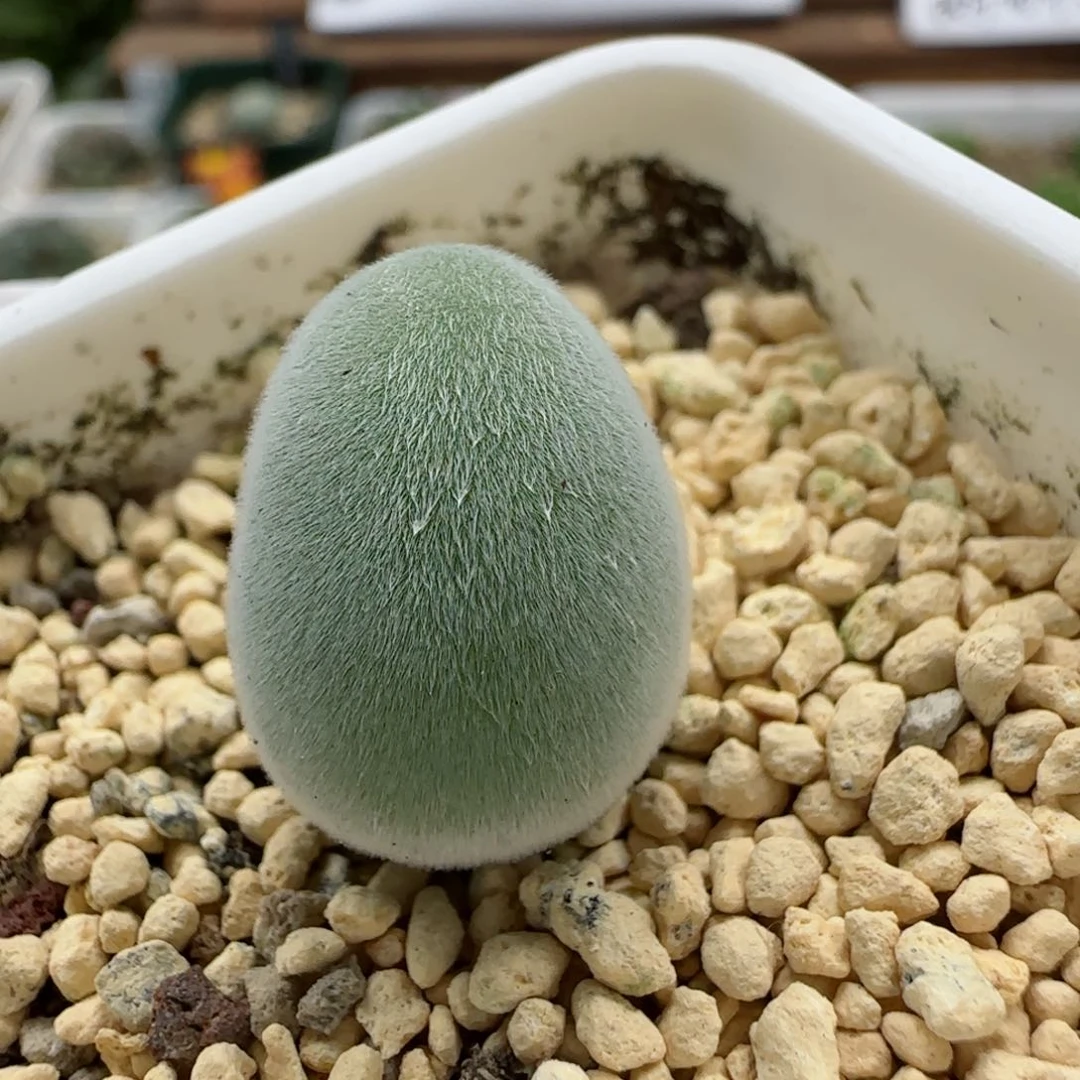 西*露9-26-满48包邮宝辉玉肉锥