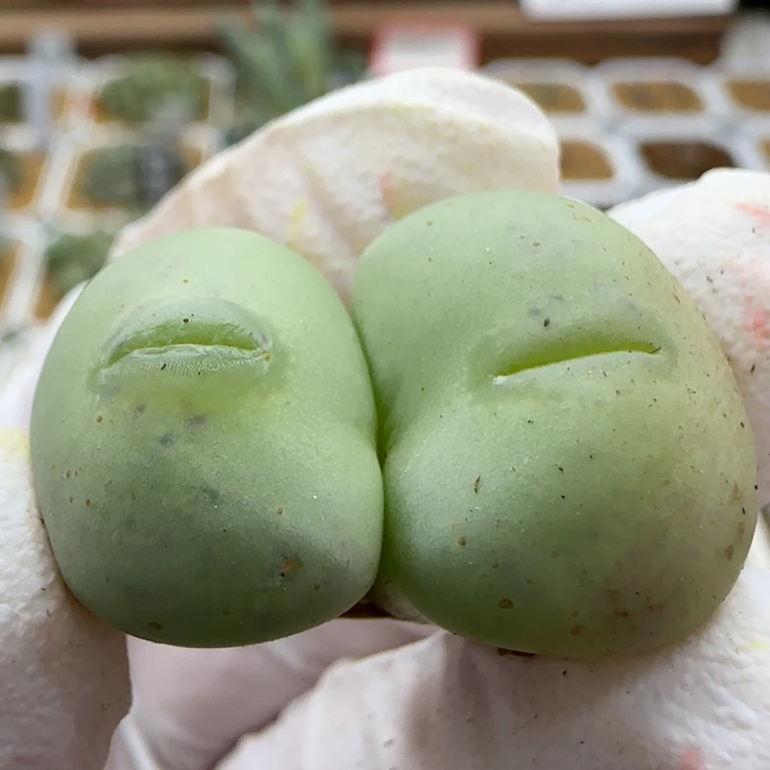 10-26-128满48包邮根短超嘟嘴白花大G