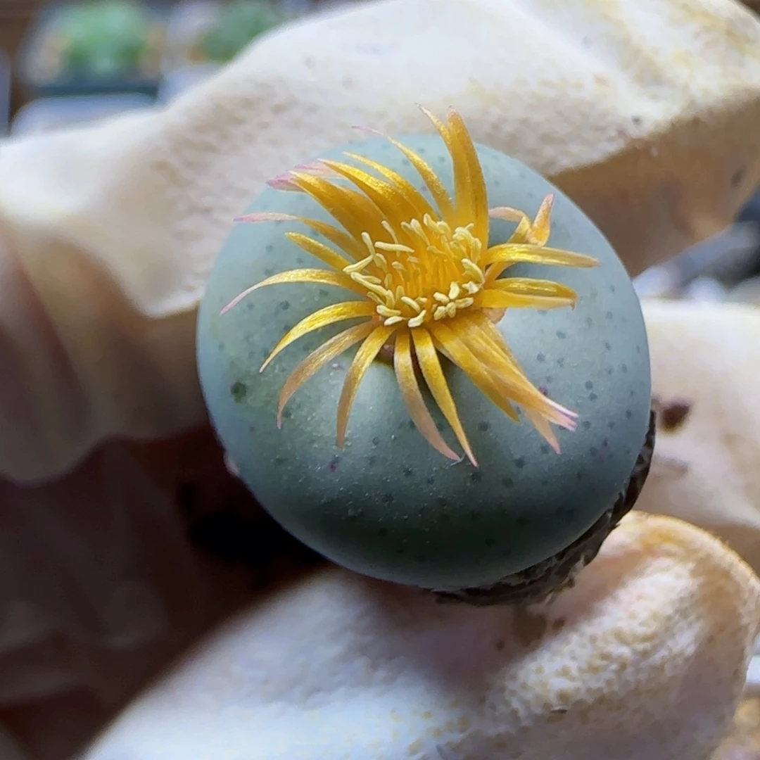 雪*11-4-满48包邮大型奶油嘴多肉1.7cm