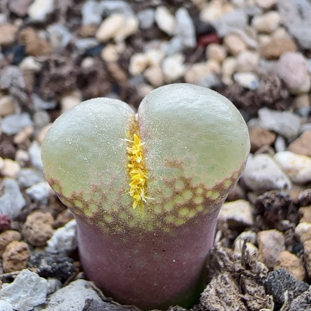 10-20-3-2满48包邮红风铃1.3脱土