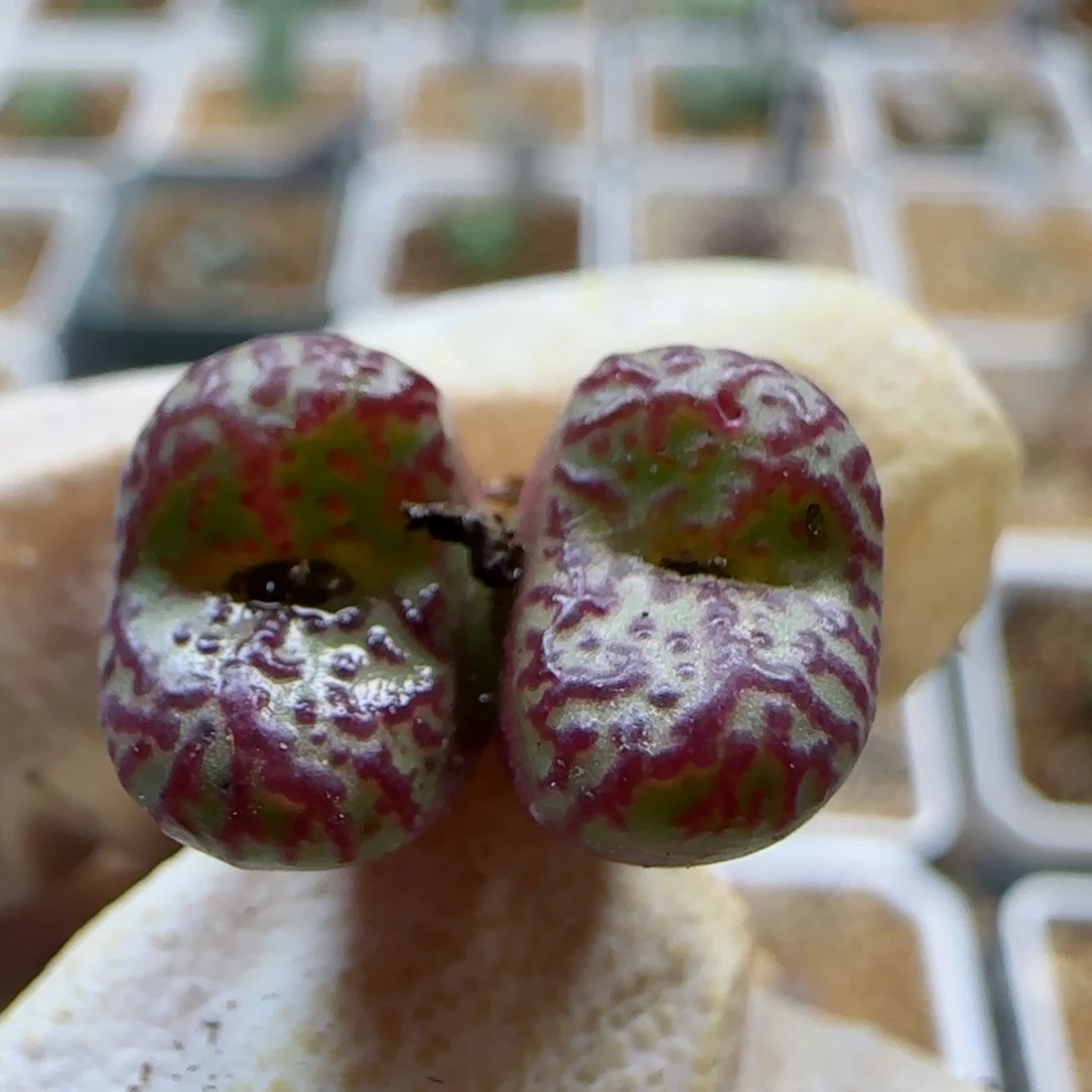 晚11-1-222满48包邮鳄鱼皮安贞多肉