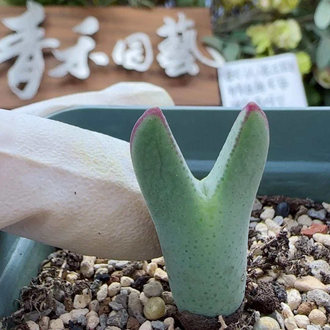 10-20-2-2满48包邮粗红边毛皮卡丘脱土