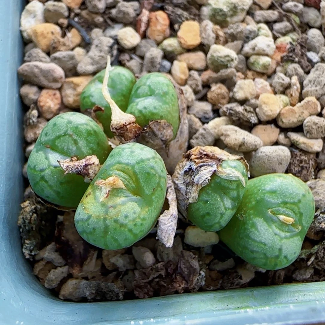 10-23-2-6-1满48包邮大嘴送奶工杂交脱土