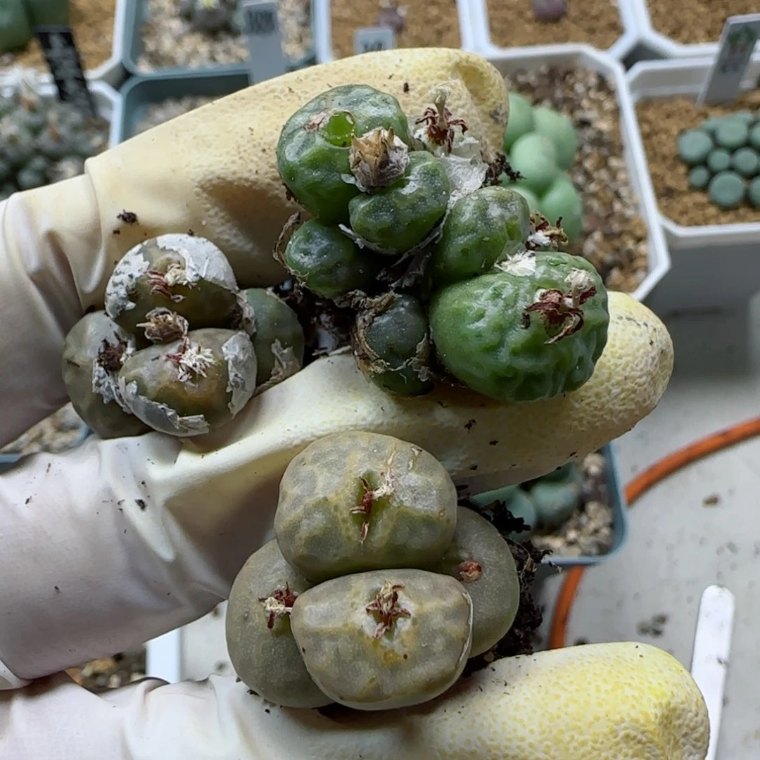 蓝**莉10-24-嘟嘟嘴方烧多肉