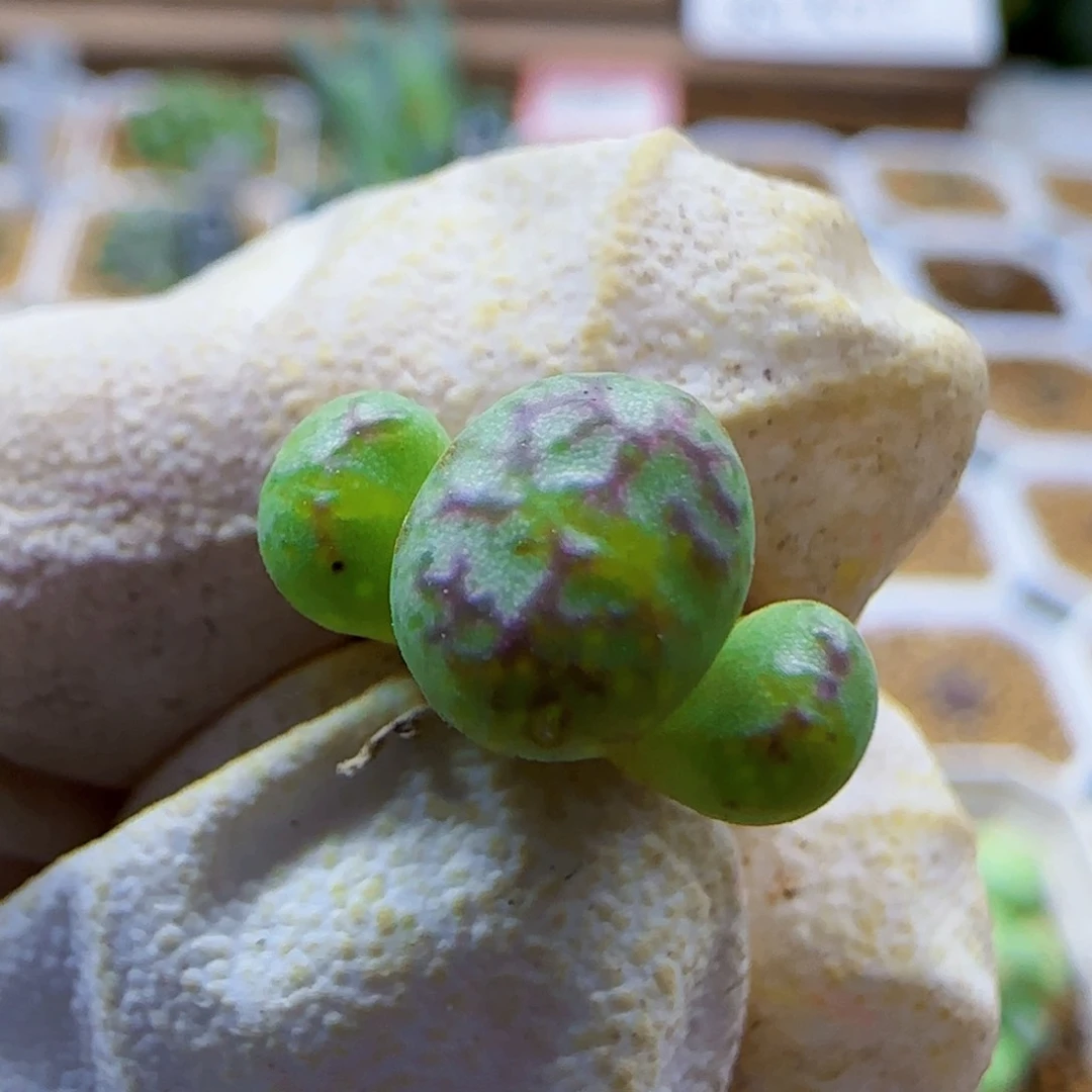 10-27-109满48包邮清货送奶工杂交0.8左右