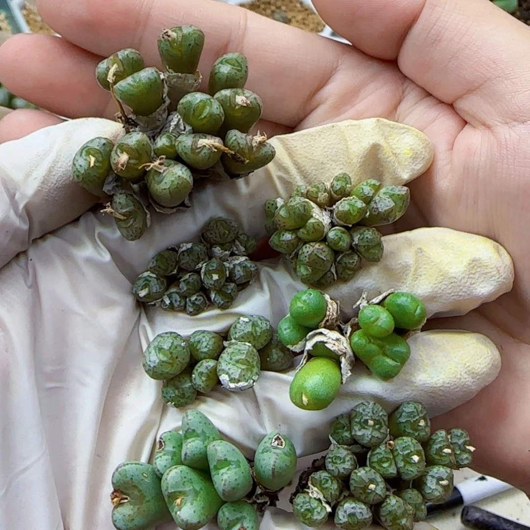 10-27-135满48包邮杂交肉锥母本群一手