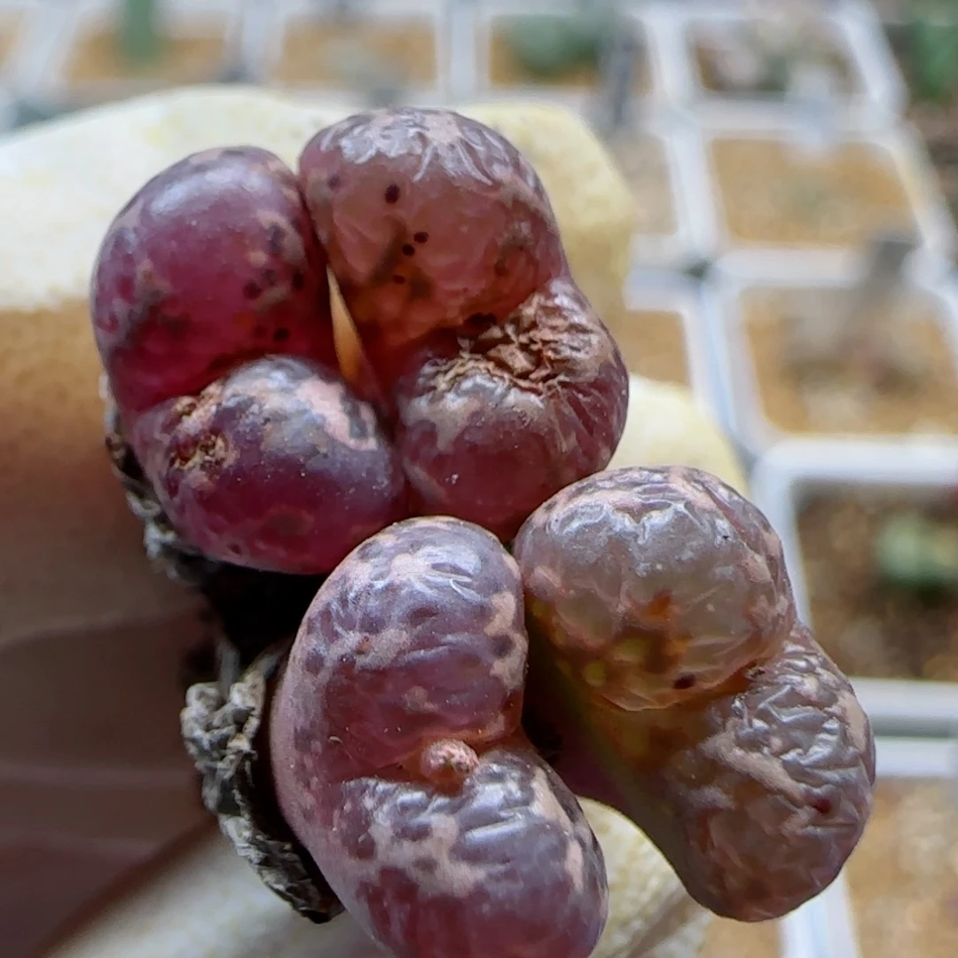 晚11-1-233满48包邮泡泡勋章多肉1cm