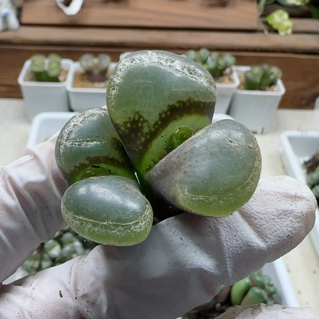 三*猪11-10当天满48米包邮母本大型风铃多肉群