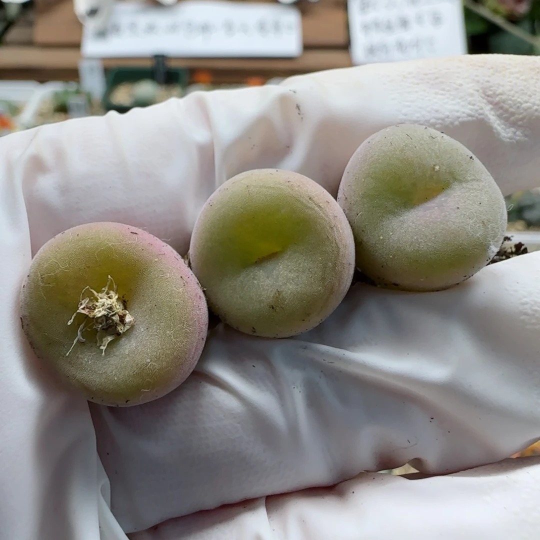 9-30-118满48包园艺空卡佛肉锥1.5一个腿长