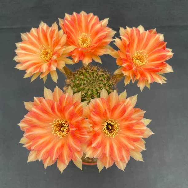 星月丽花属仙人球大花美花复色重瓣阳台好养多肉植物盆栽