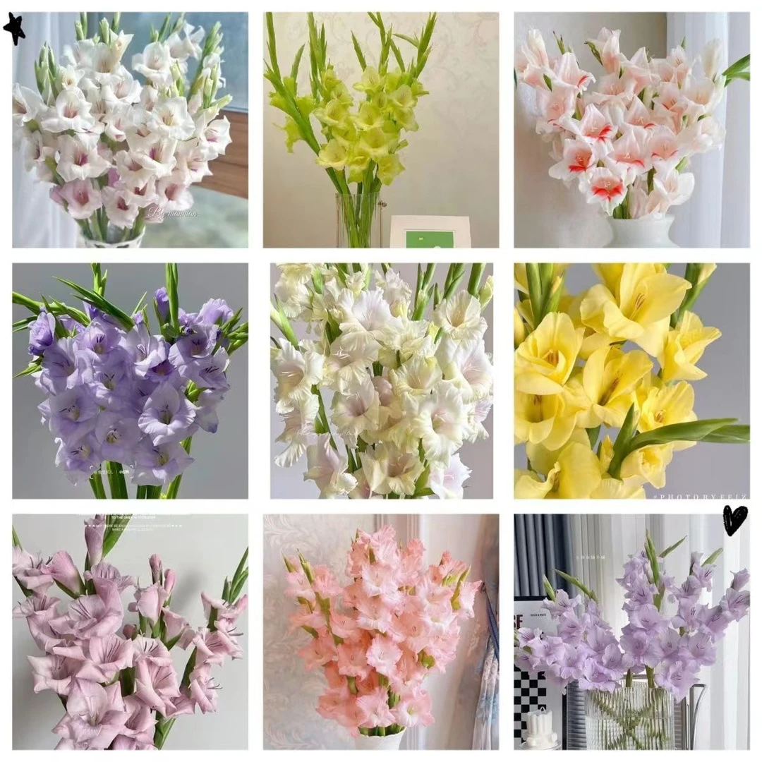 【剑兰鲜花】优质新鲜采摘剑兰生花苞鲜花云南鲜花基地直发顺丰包邮