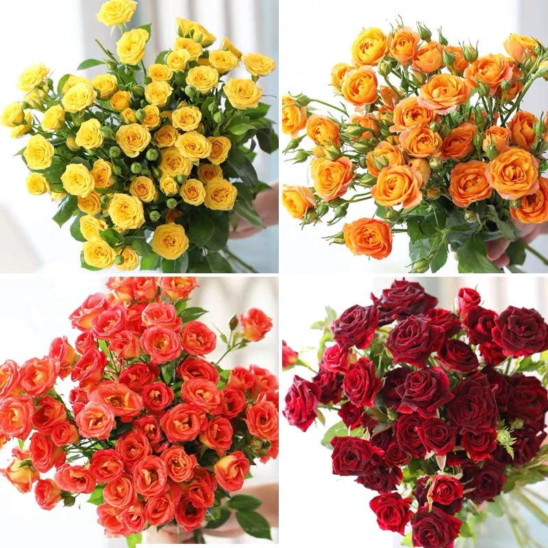 【随机小头小玫瑰鲜花】优质新鲜小头玫瑰云南鲜花基地直发顺丰包邮