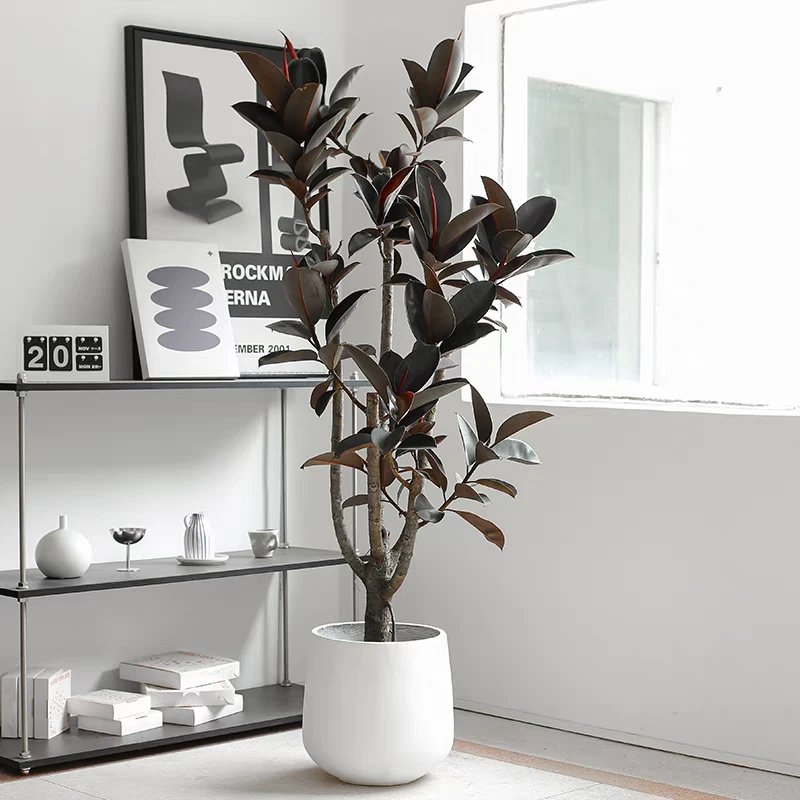 橡皮树黑金刚客厅大盆栽室内造型老桩落地式绿植四季长青真花植物