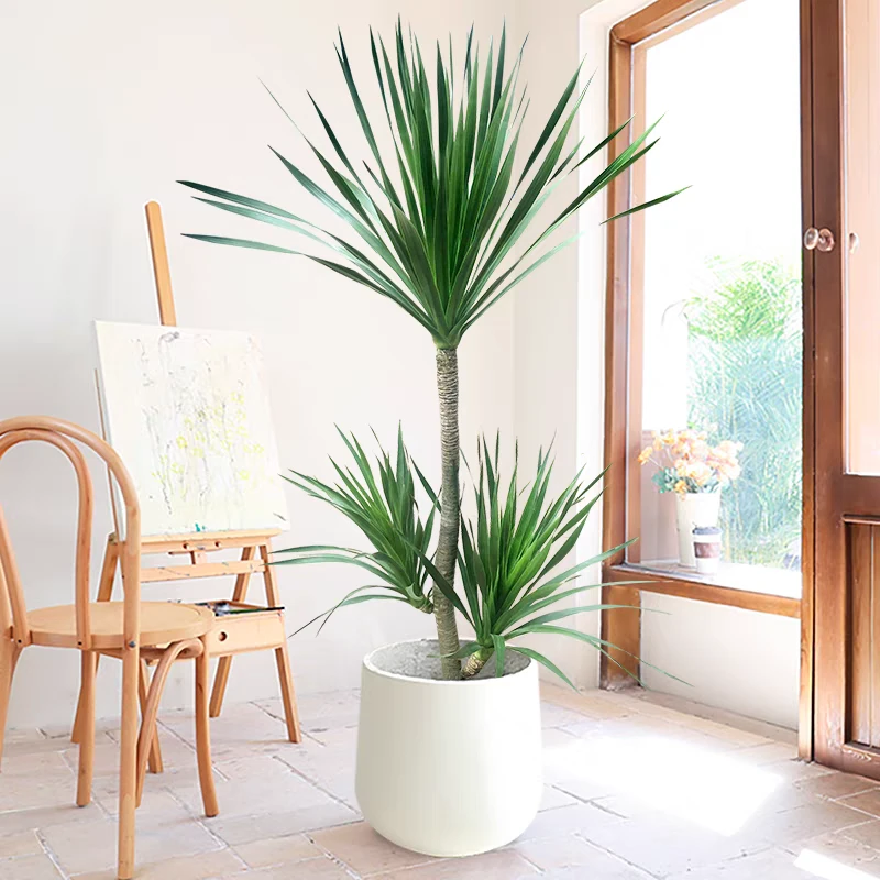 龙血树双层室内大型绿植真树大型绿植室内客厅净化空气除甲醛好养