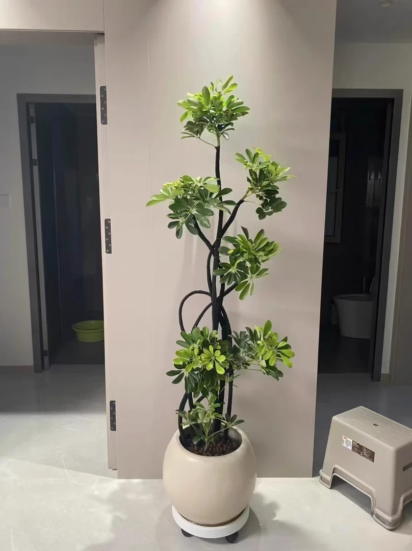 造型鸭脚木客厅四季好养真绿植物落地式大盆栽老桩鸭掌木八方来财