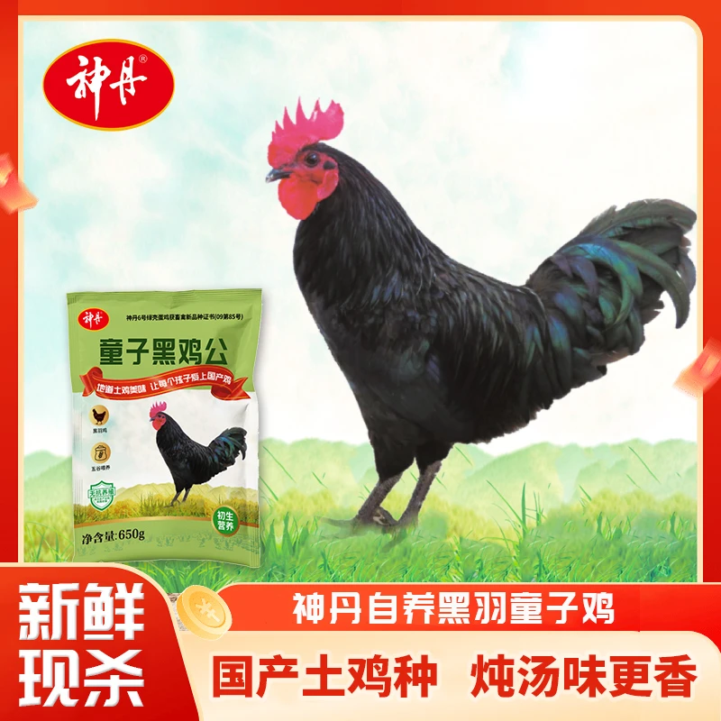 神丹25年老字号无抗散养黑羽童子鸡土鸡国产650g/袋（1只装）