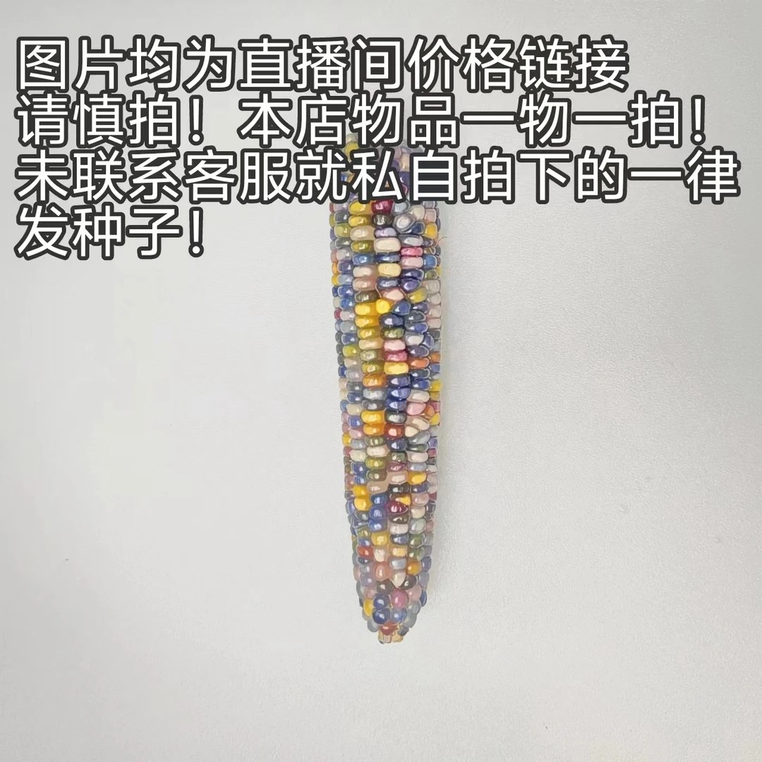 直播间一物一拍价格链接 文玩七彩玉米 玉米摆件