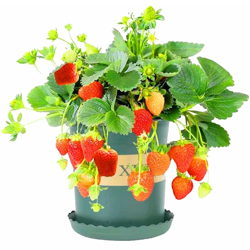 四季草莓苗子奶油盆栽食用带土盆牛奶特大棚露天秧苗阳台带花带果