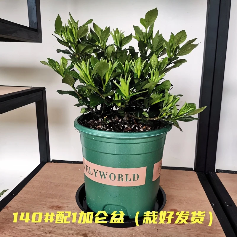 四季栀子花盆栽超大小叶栀子带花苞发货庭院阳台室内耐热绿植花卉