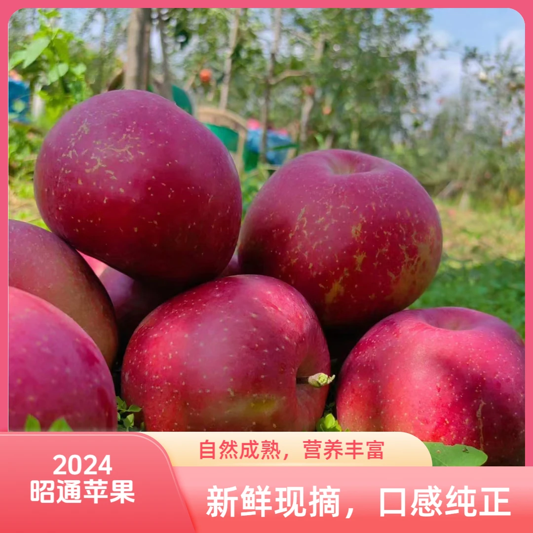 云南昭通糖心丑苹果 脆甜多汁 昭通洒渔正宗核心原产地现采现发