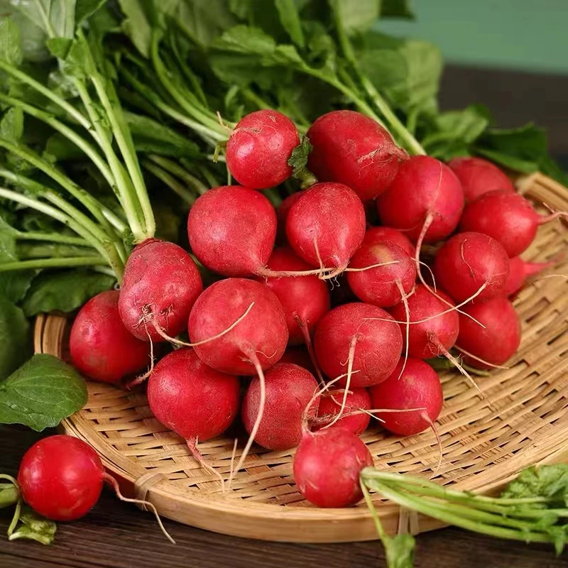 樱桃萝卜种子大全水果春秋樱桃萝卜菜籽四季种孑阳台盆栽蔬菜种籽