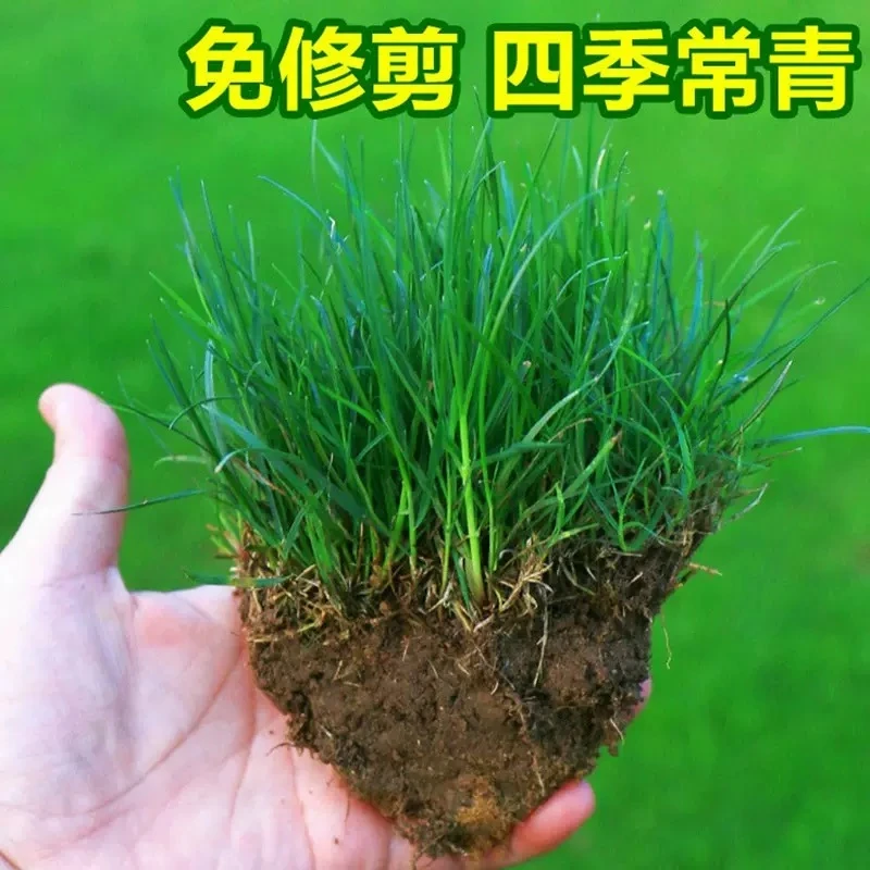 草坪草籽四季常青护坡狗牙根马尼拉地毯草种子百慕大黑麦草种籽孑