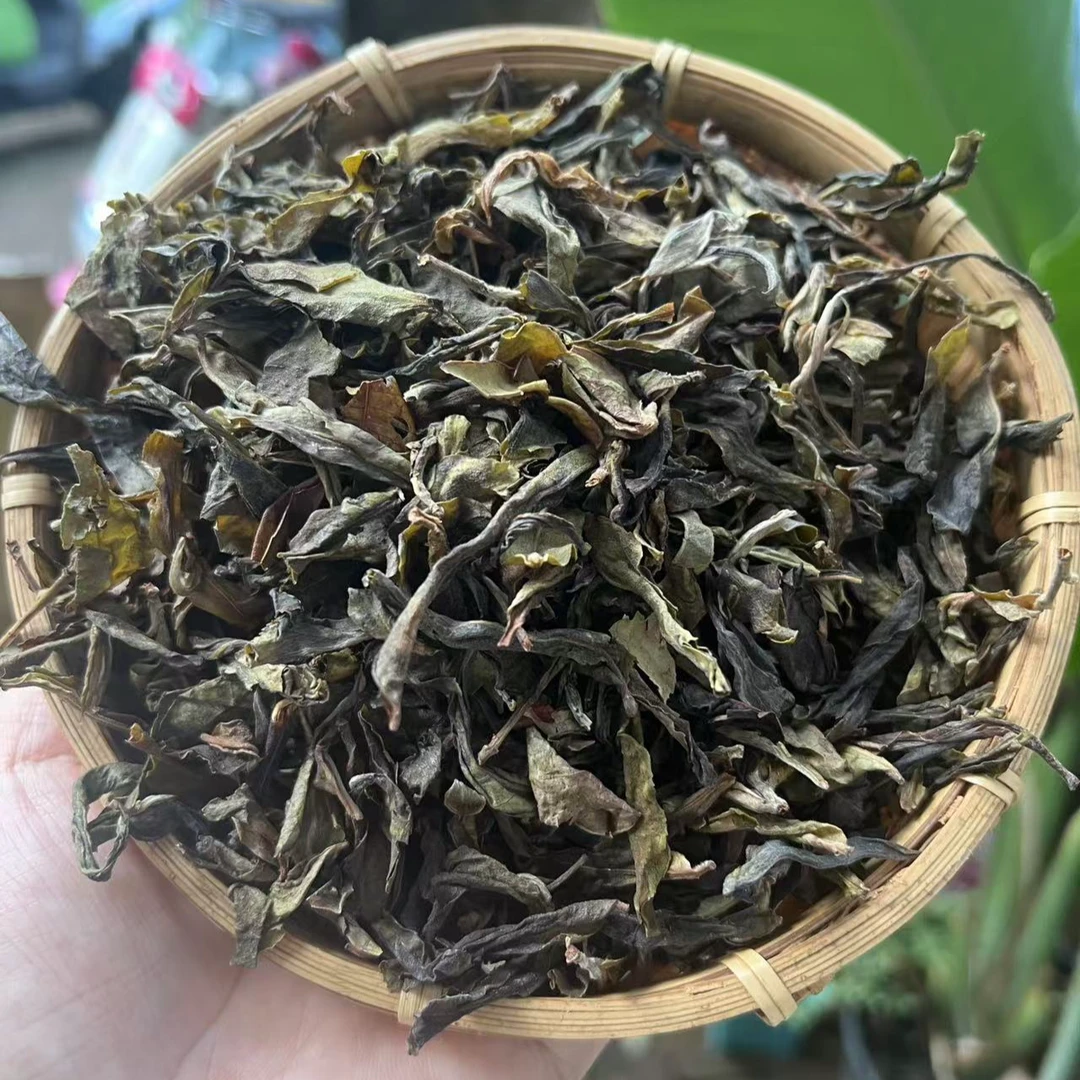 2024年曼松王子山大树春黄金叶散茶