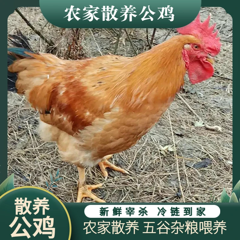 1 苗家散养大公鸡1只 净重1.6斤 现宰现发 冷链到家