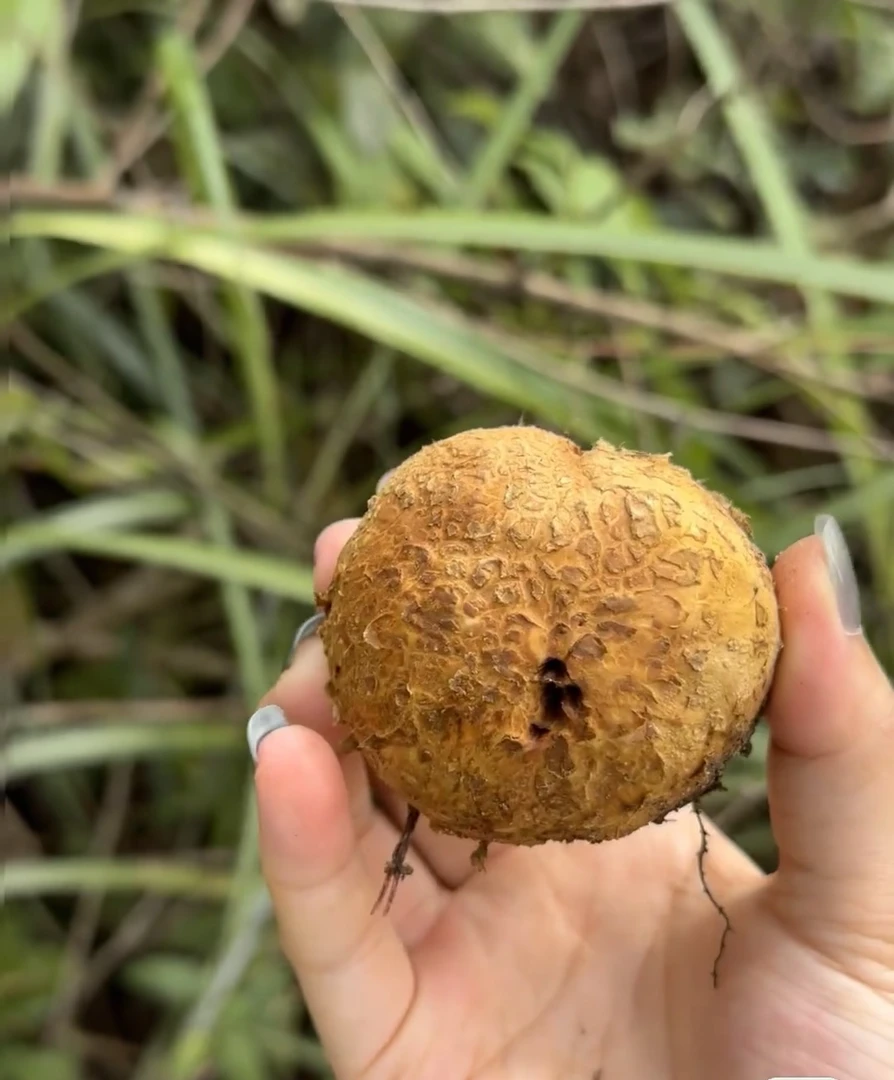 【顺丰空运】云南野生马屁泡菌野生新鲜马勃菌野生石头菇地呼噜
