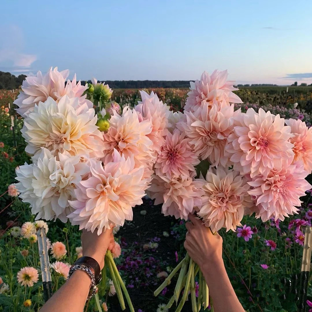 直播大丽花种球 大丽花球根 多年生宿根四季栽种花卉年年花开种植