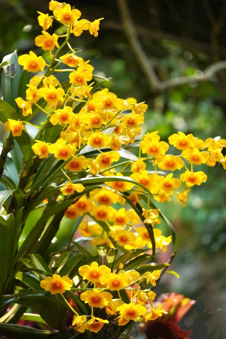 鼓槌石斛，黄灿灿的“开花机器”