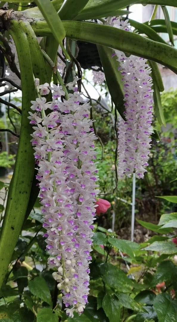 狐尾兰，真正的爆花神器，花香浓郁，花色迷人，老桩扶板，易养