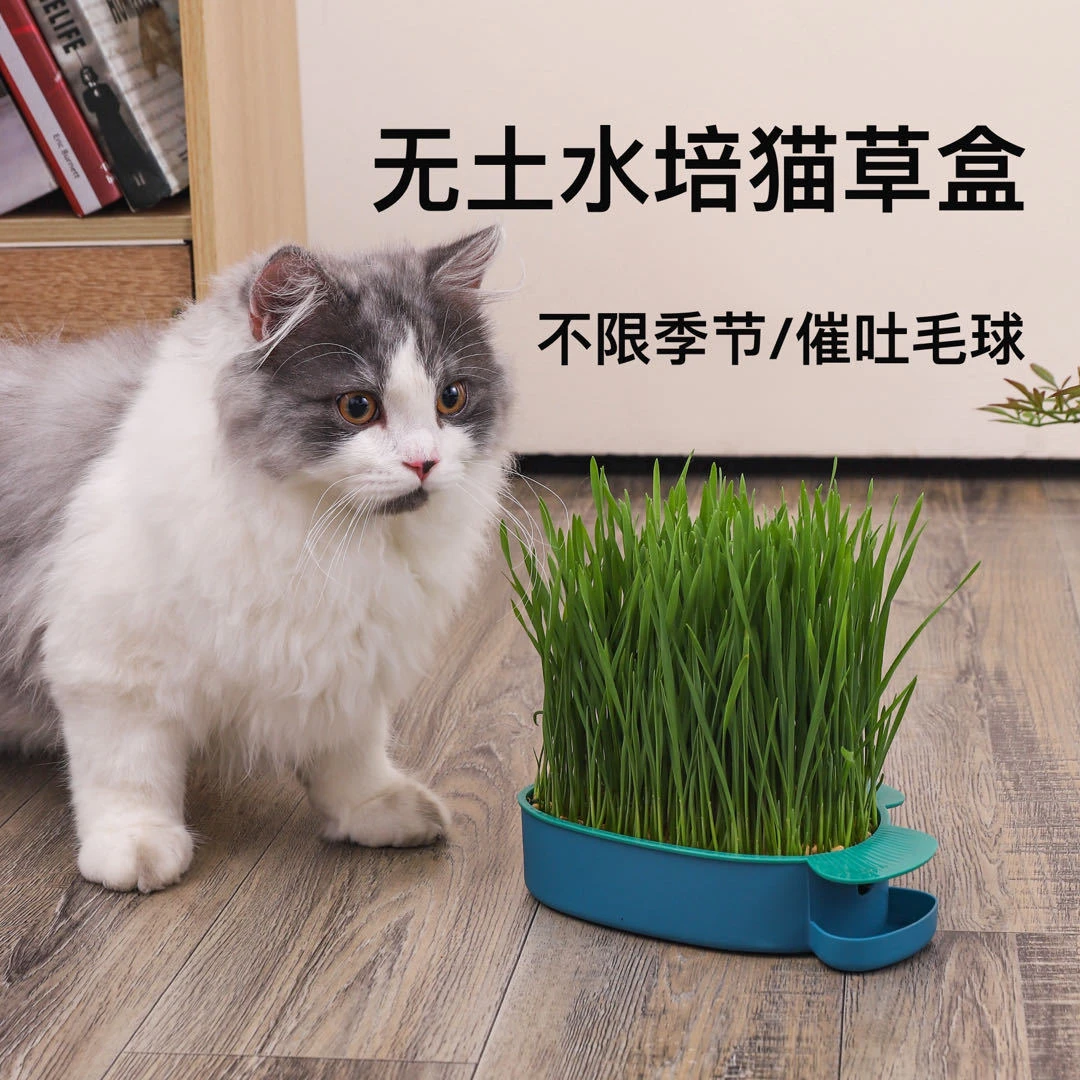 猫草懒人无土水培猫咪草盆栽化毛排毛草猫零食营养土水培
