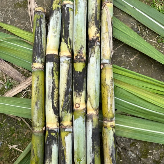 江北白花青皮甘蔗(新疆 西藏 甘孜不发货)