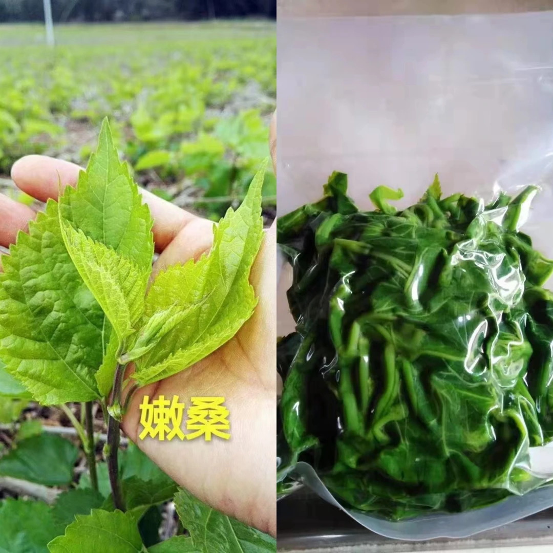 2025年新鲜桑叶芽煮熟冷冻发货，3包起发