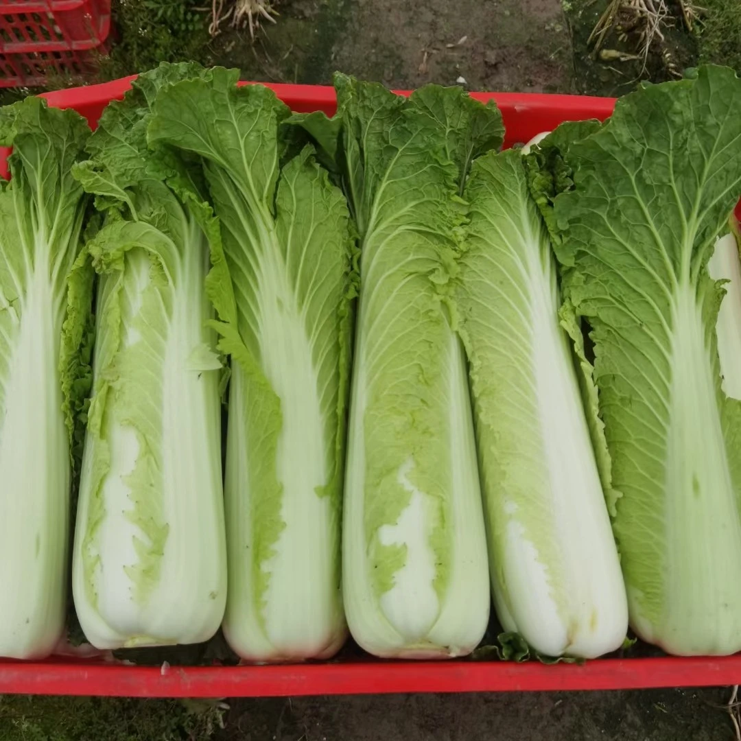 净重5斤竹筒菜绍菜天津白【发顺丰坏菜包赔】
