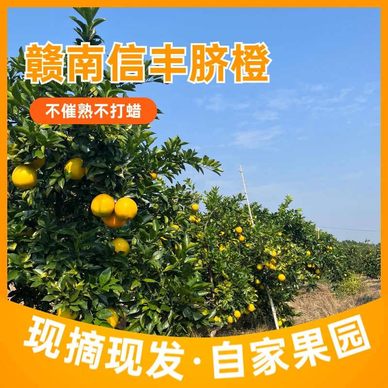 【顺丰包邮】赣南信丰脐橙新鲜采摘橙子薄皮汁多当季新鲜孕妇水果