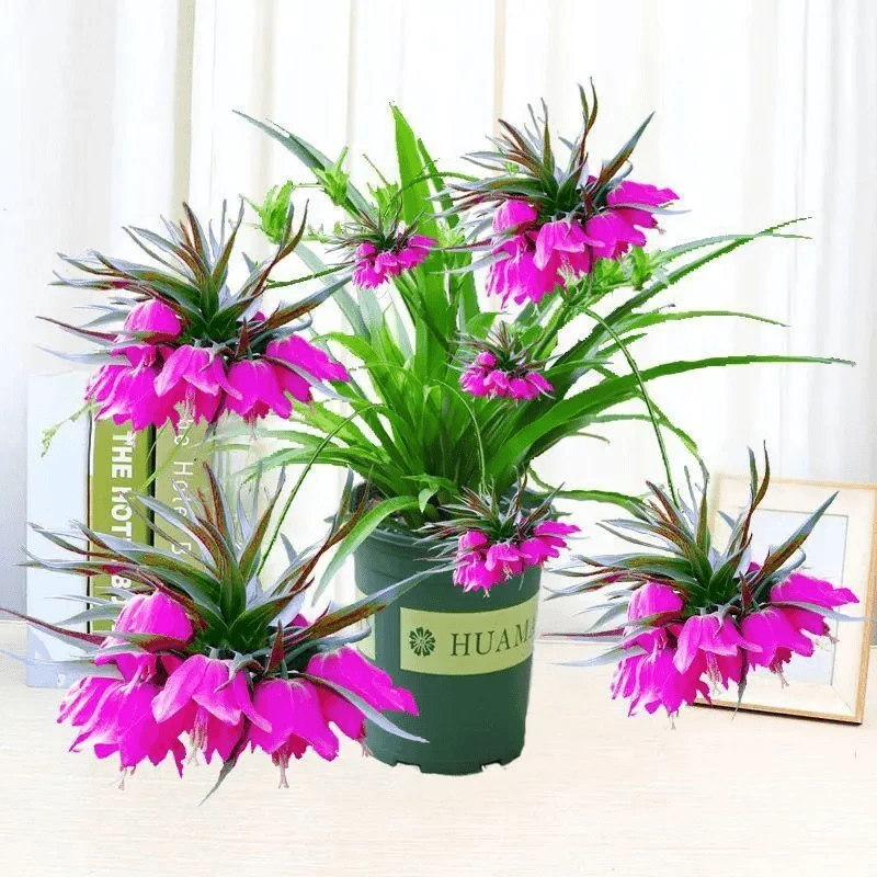 大花浓香朵朵香四季开花耐寒耐热花卉室内外高档家庭盆栽阳台植物