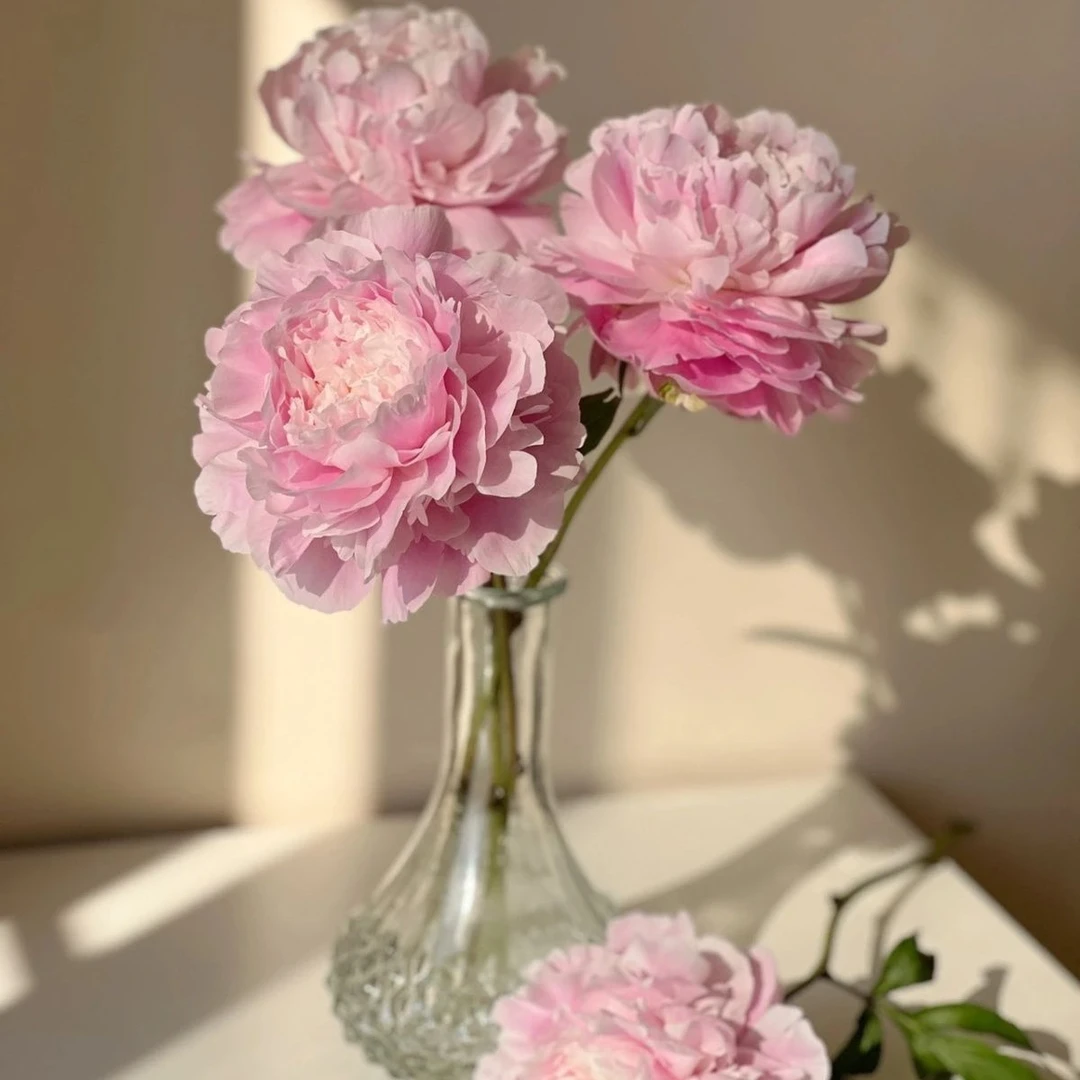 菏泽基地直发重瓣观赏【种生粉芍药】裸根发货