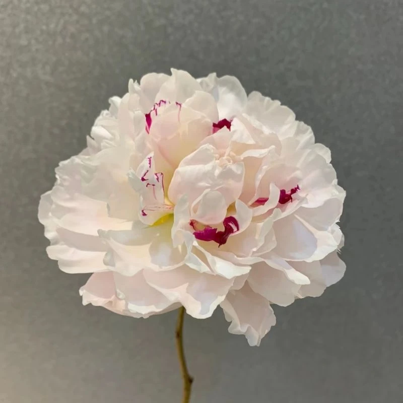 菏泽基地直发重瓣观赏芍药雪原红星秋天裸根