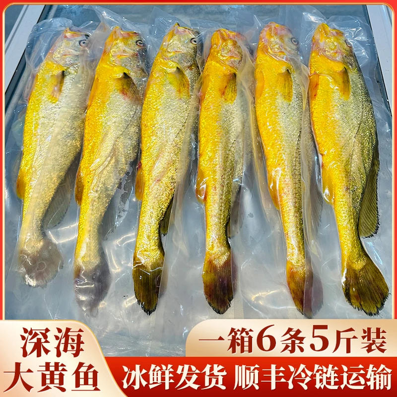 真正宁德深海大黄鱼，深夜捕捞，冰鲜发货，一箱6条5斤装，顺丰包邮