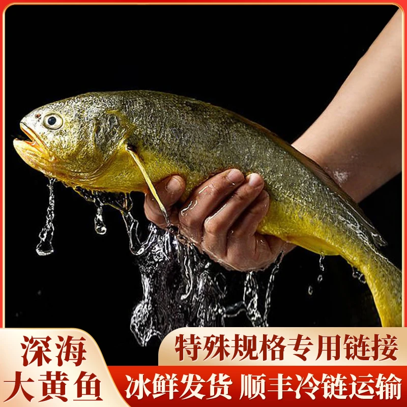 正宗东海深海大黄鱼,五福临门特殊规格替代链接2-16
