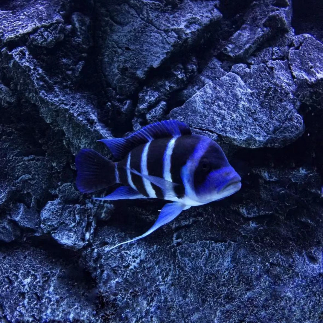 萨伊蓝热带鱼观赏鱼